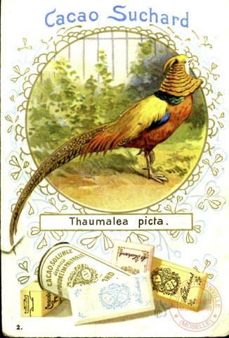 Oiseaux : Lophophorus impeyanus et Thaumalea picta