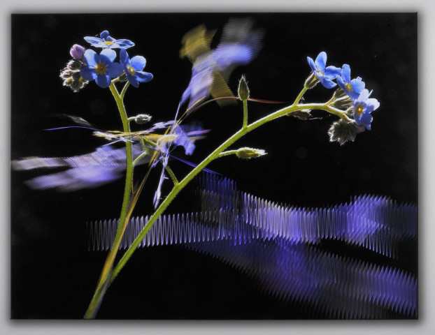 Flame Fractals & Flowers