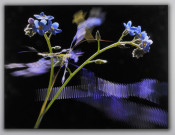 Flame Fractals & Flowers