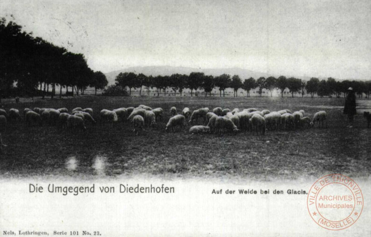 Die Umgegend von Diedenhofen - Auf der Weide bei den Glacis. / Autour de Thionville en 1902 - Thionville - Au pâturage prés des Glacis