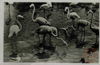 Muséum National d'Histoire Naturelle- Parc Zoologique du Bois de Vincennes -Paris -Les Flamants Roses