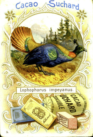 Oiseaux : Lophophorus impeyanus et Thaumalea picta