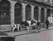 [Une vache et son veau devant la banque commerciale et industrielle de l'Est de la France, rue de Paris]