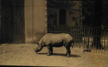 Anvers-Jardin Zoologique. Rhinocéros africain.