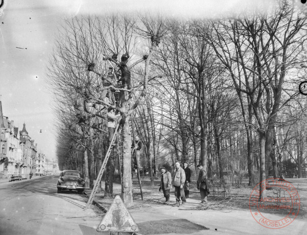 [Elagage d'arbres le long de l'actuelle avenue du Général de Gaulle]