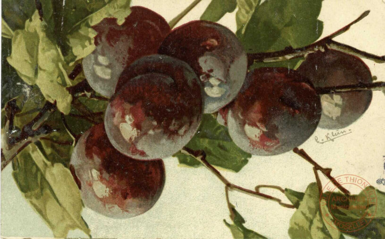 'Prunes'