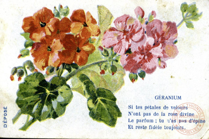 Géranium