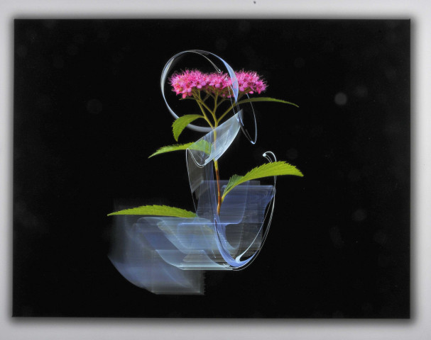 Flame Fractals & Flowers