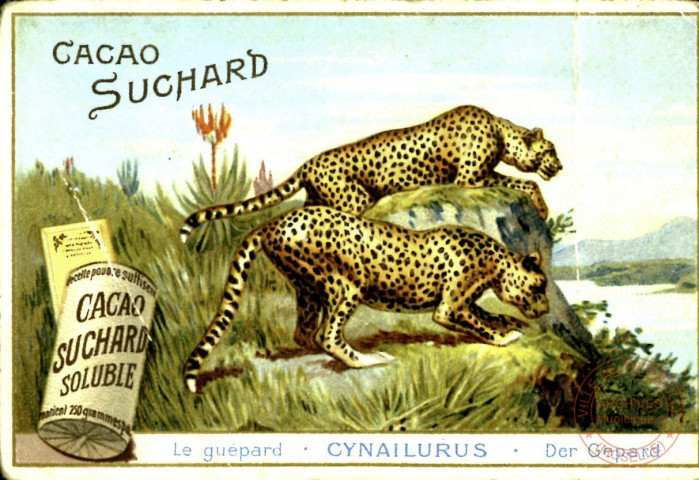 Le guépard