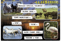 En Camargue... Chevaux, taureaux, et flamands