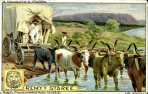 Série moyens de transport - 14. Charrettes à bœufs en Afrique du Sud.