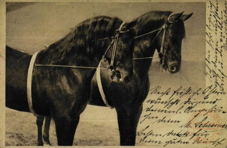 Cirque ' deux chevaux'