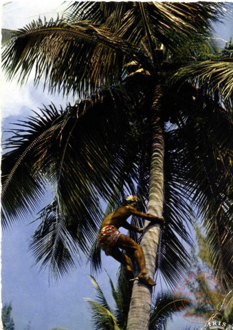 Tahiti - Cueillette de noix de cocos