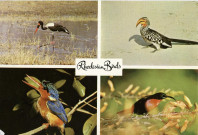 Rhodesian Birds.