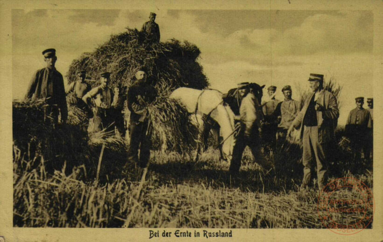 Bei der Ernte in Russland