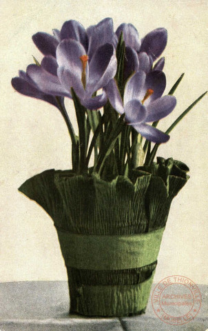 [Pot de crocus]