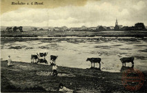 [Vaches dans un pré inondé dans les années 1900 à Manom]