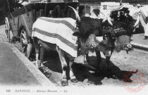 Cartes d'Autrefois (1890-1920) - Folklore et traditions - Bayonne - Attelage Béarnais