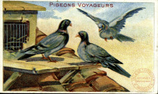 Pigeons voyageurs.