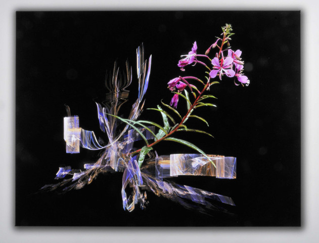 Flame Fractals & Flowers