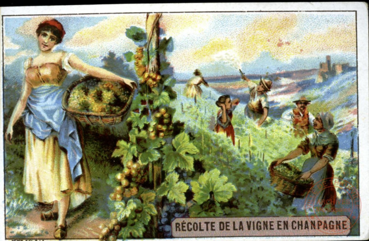 Récolte de la vigne en Champagne.