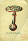 Amanite phalloïde.