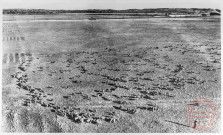 62. Agriculture - Troupeau de moutons dans la Crau, Miramas