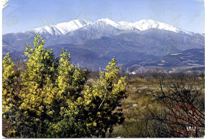 Le Canigou et les mimosas en fleurs Altitude 2785 mètres