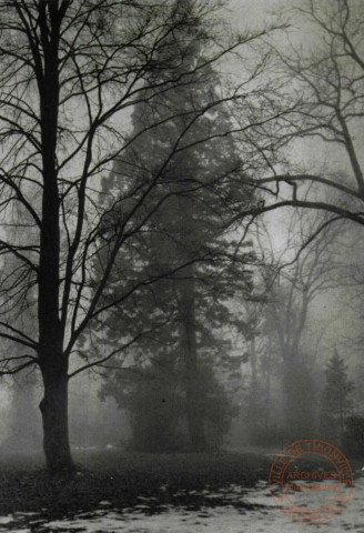 [Forêt enneigée dans le brouillard]