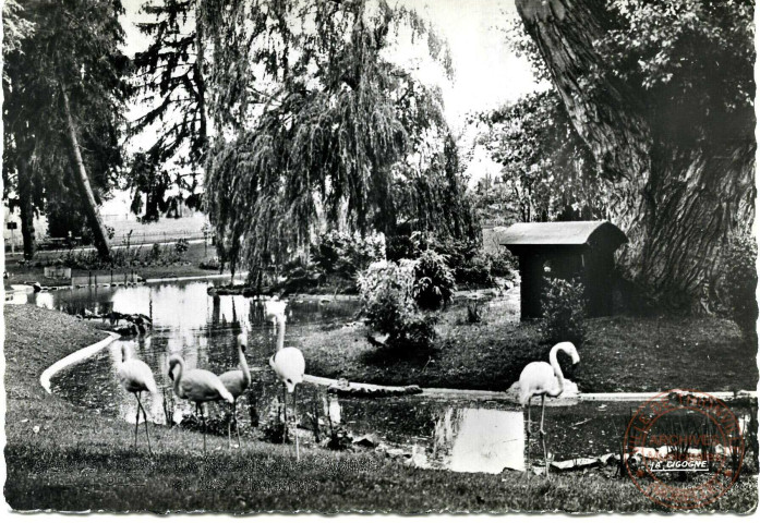 Vichy (Allier) - Reine des villes d'eau - Le Bassin des Cygnes et les Flamants