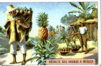 Récolte des ananas à Mexico