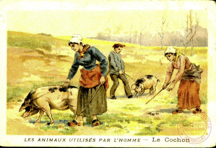 Les animaux utilisés par l'homme - Le cochon