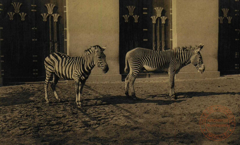 Anvers-Jardin Zoologique. Zèbre de Grévy et Zèbre de Grant.