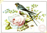 Oiseau posé sur une rose