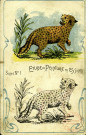 Etude de peinture: sujet n°1 - Le léopard