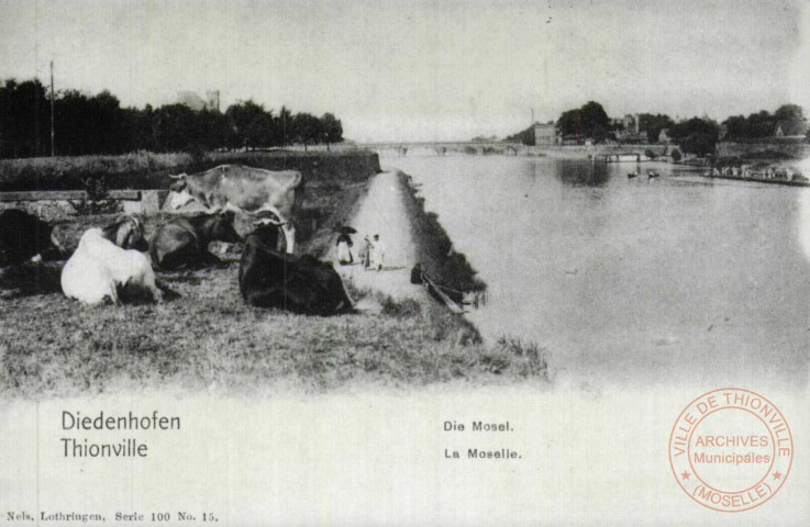 Diedenhofen - Die Mosel / Thionville - La Moselle - Thionville en 1902 - Les vaches au bord de la Moselle